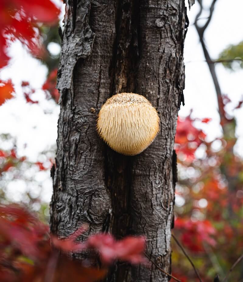 lion's mane