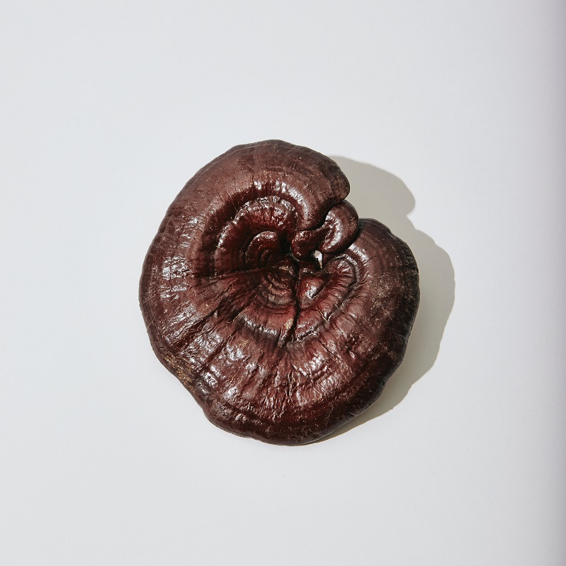 reishi
